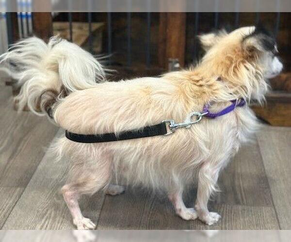 Medium Photo #4 Pomeranian Puppy For Sale in Newfoundland, PA, USA