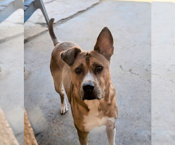 Medium Photo #1 Mutt Puppy For Sale in Pena Blanca, NM, USA
