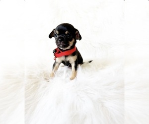Chihuahua Puppy for sale in SACRAMENTO, CA, USA