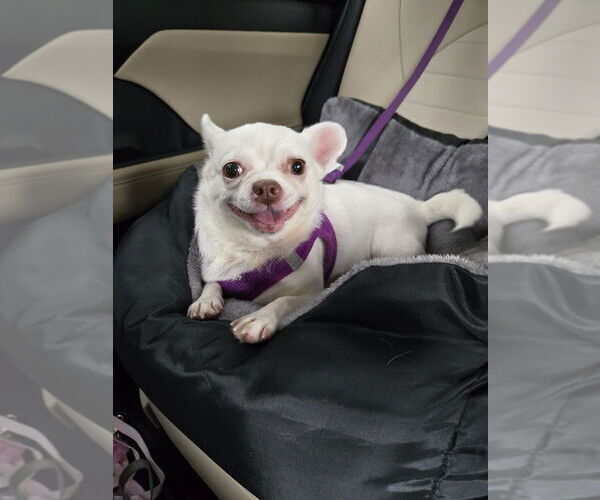 Medium Photo #6 Chihuahua Puppy For Sale in Plantation, FL, USA