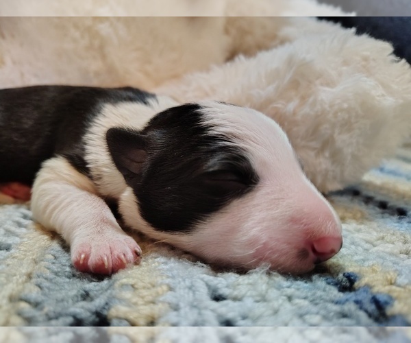 Medium Photo #45 Border Collie Puppy For Sale in NORBORNE, MO, USA