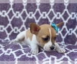 Small #10 French Bulldog-Jack Russell Terrier Mix