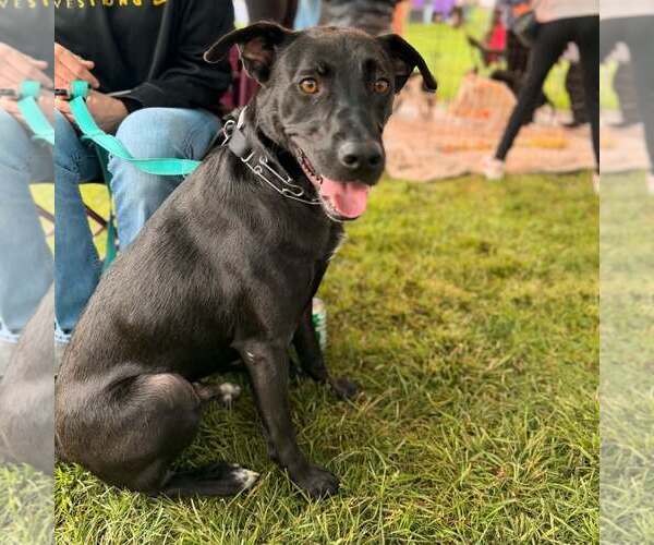 Medium Photo #4  Puppy For Sale in , 