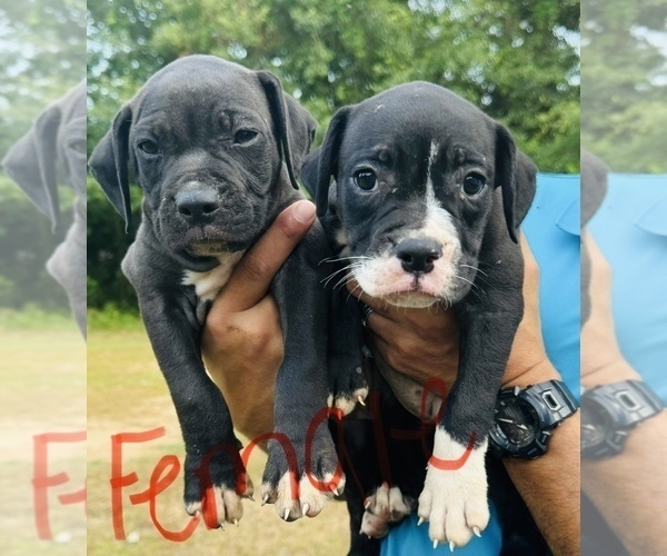 Medium Photo #2 Alapaha Blue Blood Bulldog Puppy For Sale in ALBANY, GA, USA