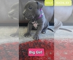 Small Photo #4 American Pit Bull Terrier Puppy For Sale in CARROLLTON, GA, USA