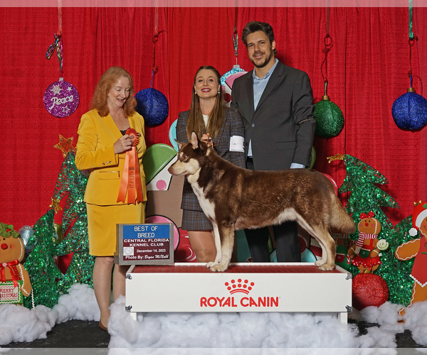 Medium Photo #2 Finnish Lapphund Puppy For Sale in BOCA RATON, FL, USA