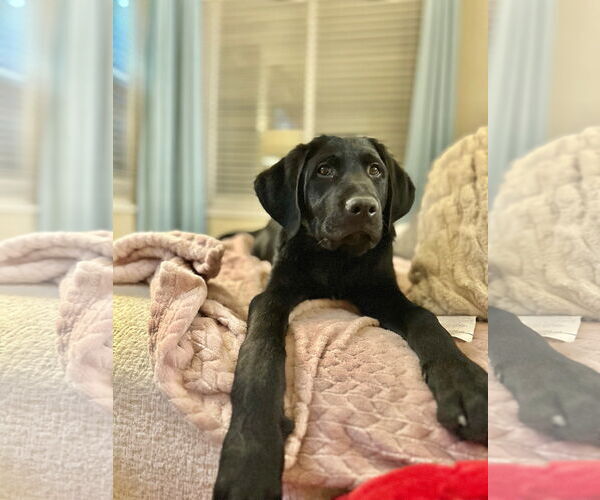 Medium Photo #1 Labrador Retriever-Unknown Mix Puppy For Sale in Sandy, UT, USA