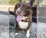 Small #4 Australian Shepherd Mix