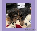Small Photo #5 -Yorkshire Terrier Mix Puppy For Sale in BENNINGTON, IN, USA
