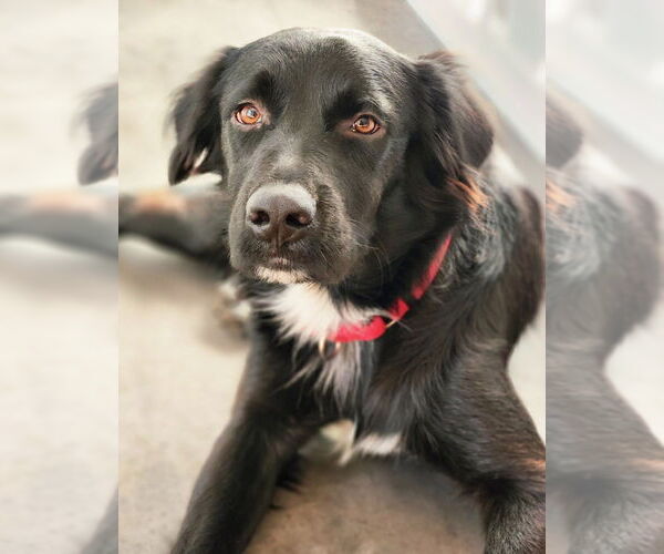 Medium Photo #5 Mutt Puppy For Sale in Oak Bluffs, MA, USA