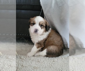 Great Bernese Puppy for sale in WAWAKA, IN, USA