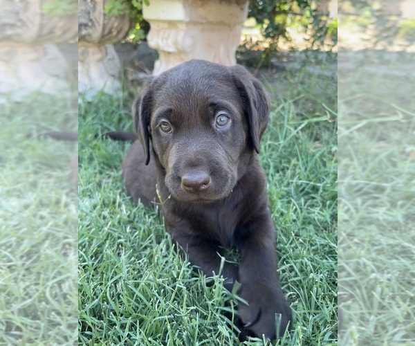 Medium Photo #7 Labrador Retriever Puppy For Sale in QUEEN CREEK, AZ, USA