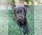Small #6 Labrador Retriever