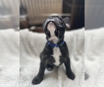 Small Photo #60 French Bulldog Puppy For Sale in NEWARK, NJ, USA