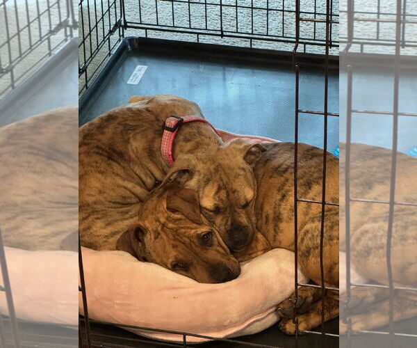 Medium Photo #3 Mutt Puppy For Sale in Fort Collins, CO, USA