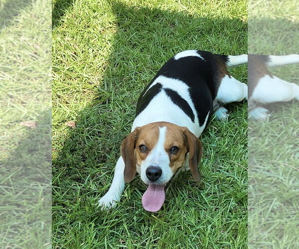 Medium Photo #3 Beagle Puppy For Sale in Dunnellon, FL, USA
