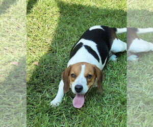 Jackie - Female Beagle Dog for Adoption - Photo #3