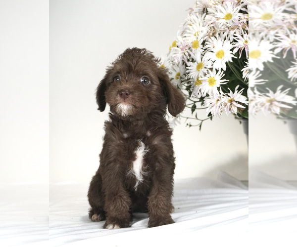 Medium Photo #2 Bossi-Poo Puppy For Sale in BRISTOL, IN, USA