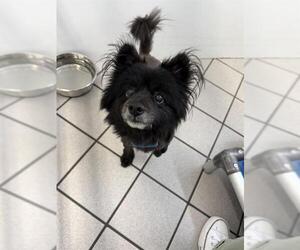 Chiranian Dogs for adoption in Canfield, OH, USA