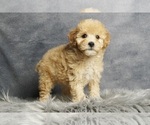 Puppy Sloan AKC Poodle (Miniature)