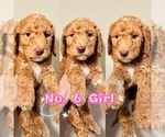 Puppy Puppy 6 Labradoodle-Poodle (Standard) Mix