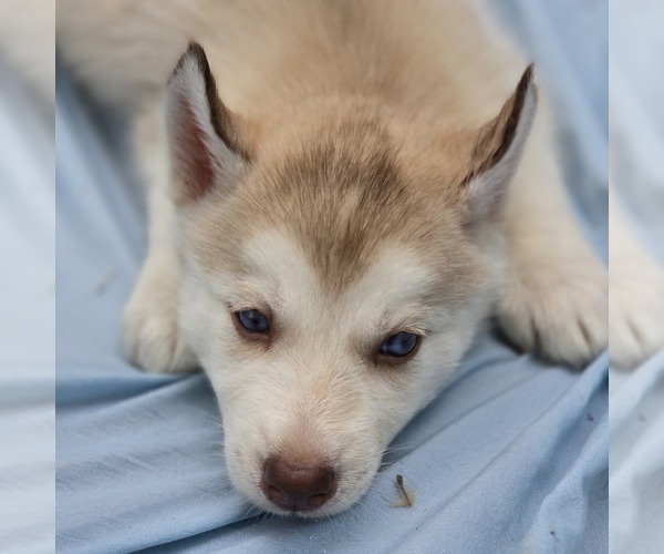 Medium Photo #9 Siberian Husky Puppy For Sale in CAMDENTON, MO, USA