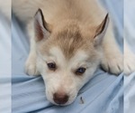 Small #8 Siberian Husky