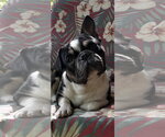 Small #7 French Bulldog