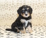 Small #3 Miniature Bernedoodle