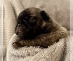 Puppy 3 Pug