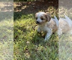 Small Cavachon