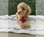 Small #3 Poodle (Toy)