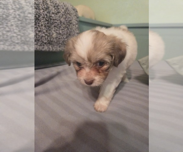 Medium Photo #9 Maltipom-Pomeranian Mix Puppy For Sale in HUDSON, MA, USA