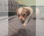 Small #8 Maltipom-Pomeranian Mix