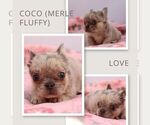 Image preview for Ad Listing. Nickname: Coco Fluffy