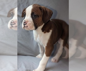 Boxer Puppy for sale in WURTSBORO, NY, USA