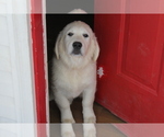 Small Photo #35 English Cream Golden Retriever Puppy For Sale in RINGGOLD, GA, USA
