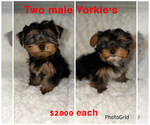 Small #4 Yorkshire Terrier