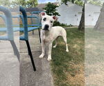 Small Photo #3 Boxer-Unknown Mix Puppy For Sale in Germantown, OH, USA