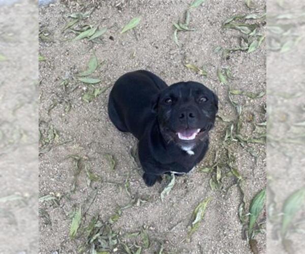 Medium Photo #1 Labbe Puppy For Sale in Redlands, CA, USA