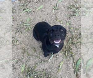 Labbe Dogs for adoption in Redlands, CA, USA