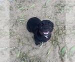 Small Labbe