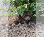 Small #3 Havanese