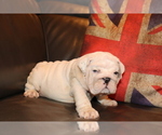 Small #4 English Bulldog