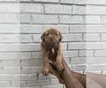 Puppy 11 American Pit Bull Terrier-Labrador Retriever Mix