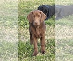 Puppy Chocolate Male Labrador Retriever