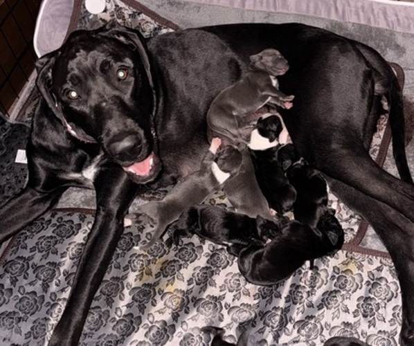 Medium Photo #1 Great Dane Puppy For Sale in BLYTHEWOOD, SC, USA