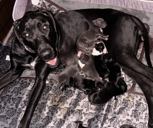 Mother of the Great Dane puppies born on 01/18/2026