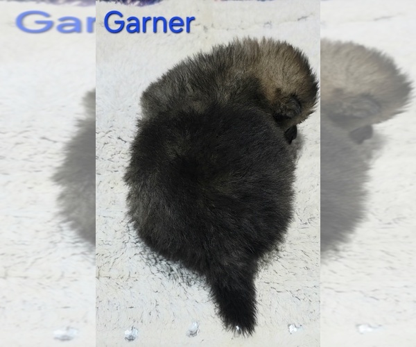 Medium Photo #5 Pomeranian Puppy For Sale in AZLE, TX, USA