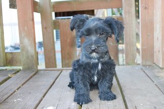 Snorkie Puppy for sale in MOLALLA, OR, USA